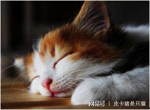 娱乐吃瓜酱猫咪头套