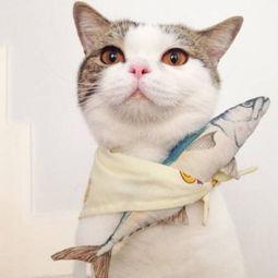 娱乐吃瓜酱猫咪头套